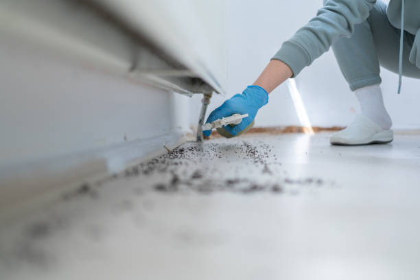 Best Spider Control Near Me  in Crawfordville, FL